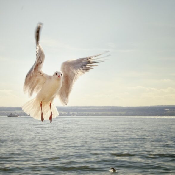 Måke over vann, med kystlinje i bakgrunn